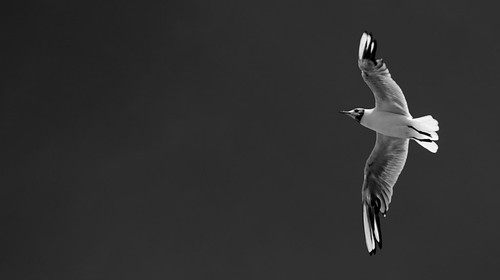 Seagull in flight | Ian Rees | Flickr