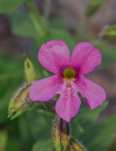 <p><i>Mimulus lewisii</i>, Phrymaceae<br />
Cypress Mountain, West Vancouver, British Columbia, Canada<br />
Nikon D5100, 18-55 mm f/3.5-5.6<br />
August 5, 2013</p>
