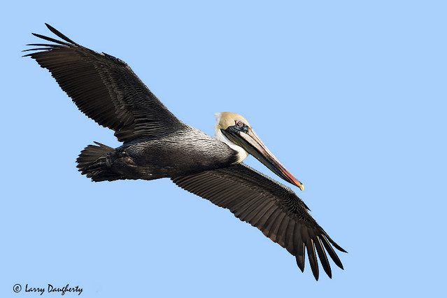 A Pelican flyby...........D800