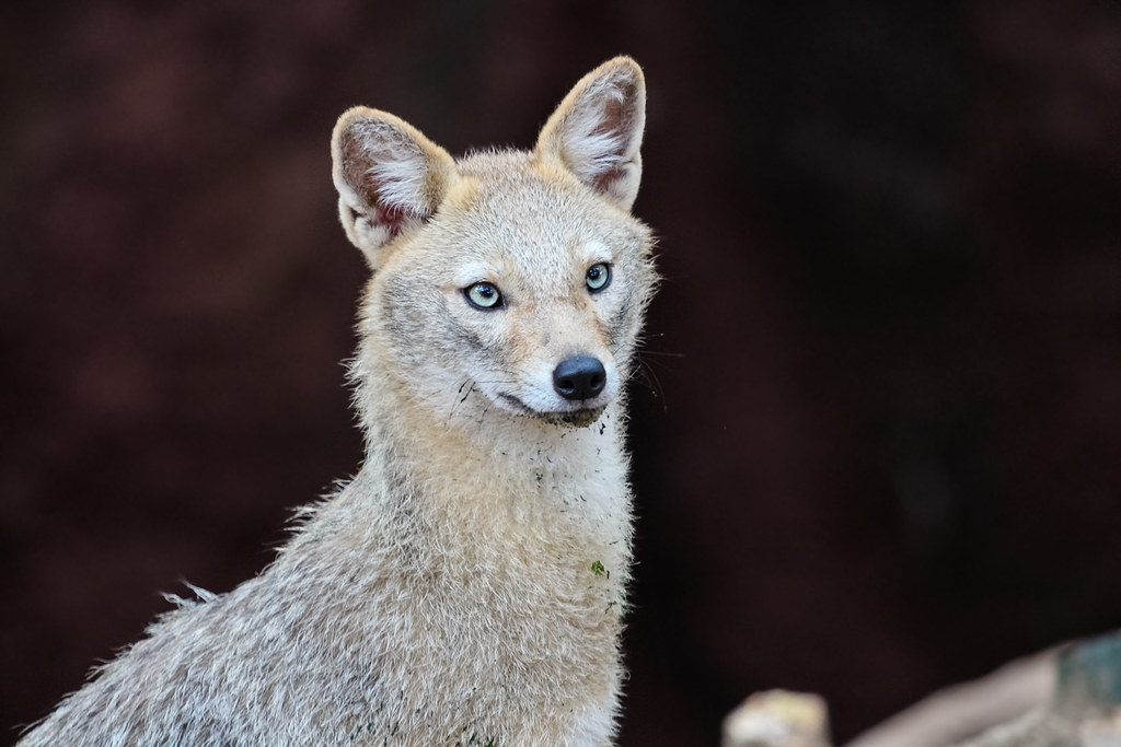 Indian Fox (Vulpes bengalensis)
