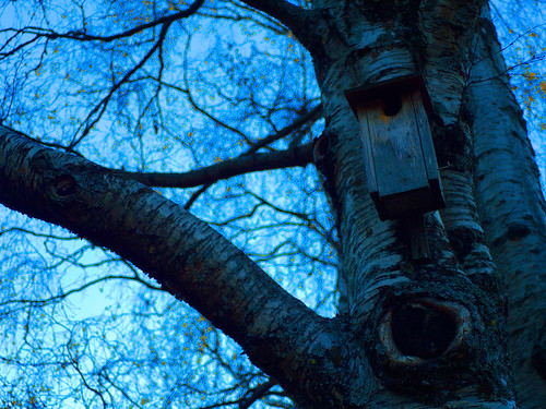 Blue cells and Tree | by TimothyStarsailor