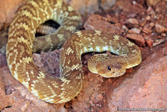Northern Blacktailed Rattlesnake in the Usery Mountains