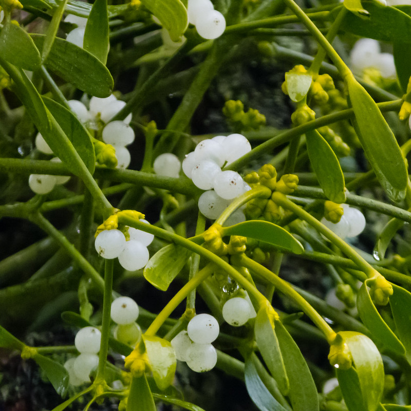Golden bough, with white and green