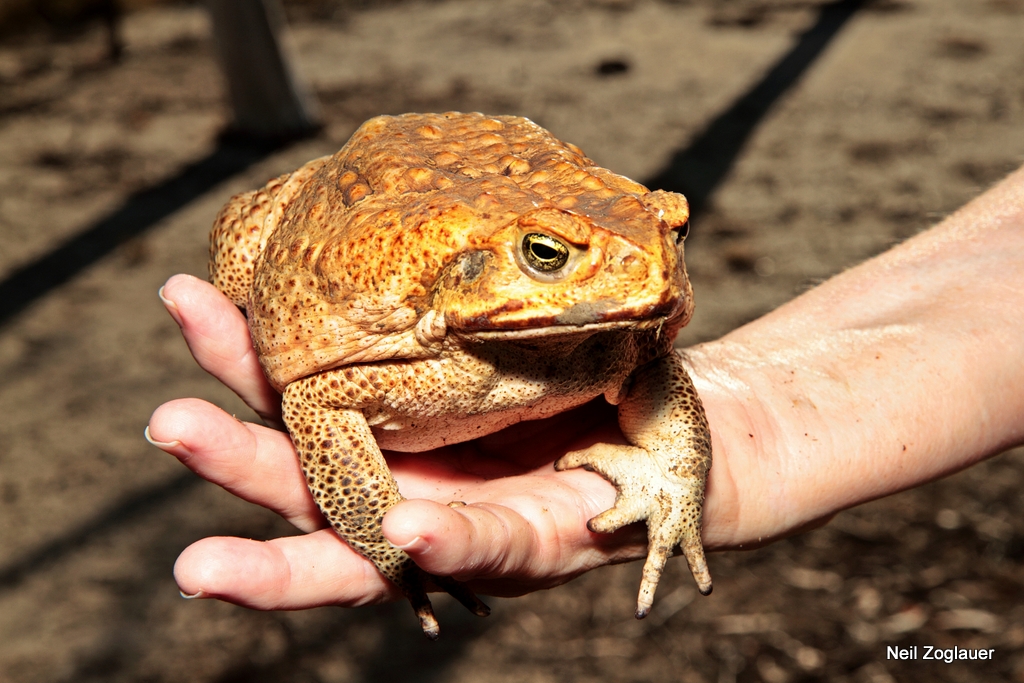 cane toad (2) | An unwelcome predator at Glenagra, Kynuna, Q… | Flickr