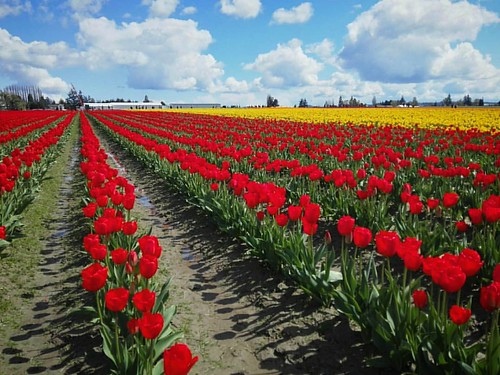 Skagit Valley #tulip fields | by Dave Withnall