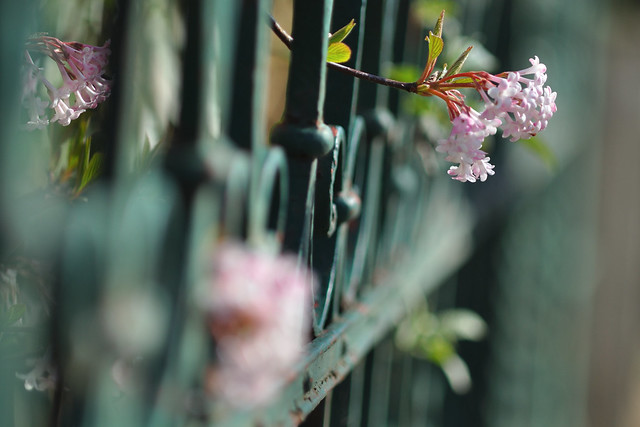 friday flower fence