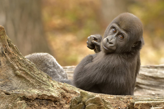An Infant Gorilla (029954)