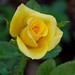 Yellow rose blooming