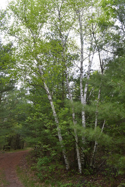 white birch grove - Willow River State Park, WI