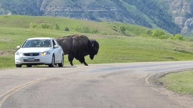 Buffalo video