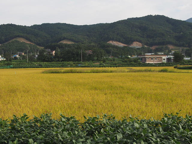 Field-Sokcho-South Korea