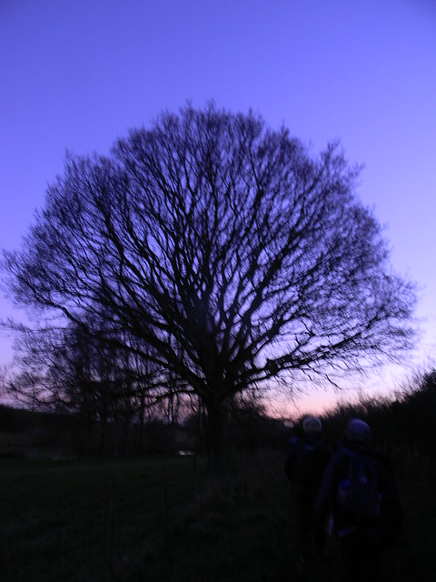 Tree at dusk 1 Appledore Short Circular
