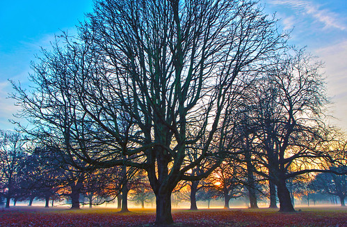 trees light sunset sunlight mist tree london nature fog parks sunsets sunsetlight ilford londonparks valentinespark gantshill uknature londonsunset treemist londonnature ukparks