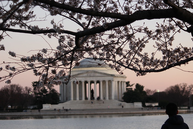 Cherry Blossoms and Sunset Thursday eve