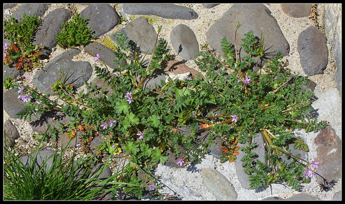 Erodium cicutarium - érodium à feuilles de ciguë, bec-de-grue 33348069613_617c3ebc4e