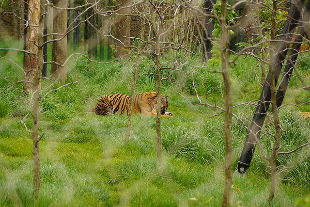 Jae Jae, Sumatran Tiger (Panthera Tigris Sumatrae), Tiger Territory, London Zoo