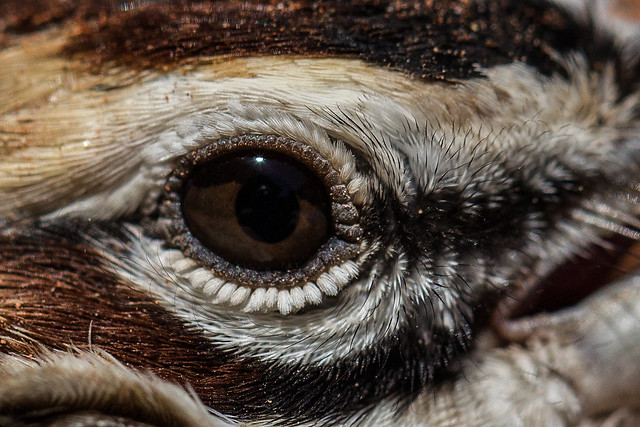 Eye of a lark sparrow