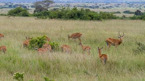 africa uganda antelopes queenelisabethpark ilobsterit