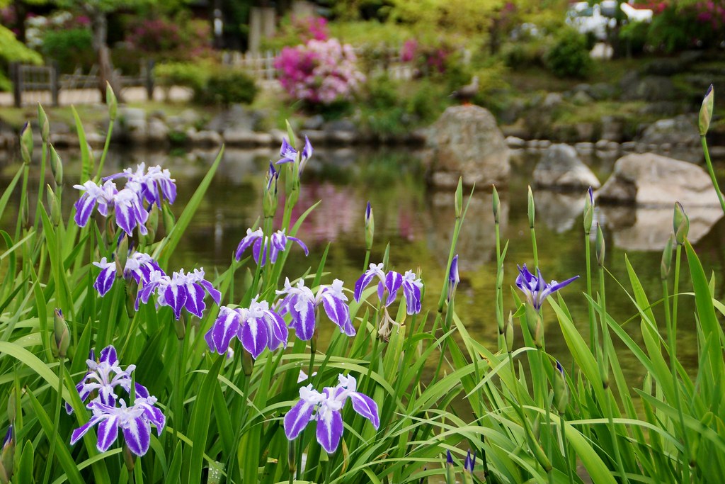かきつばた 杜若 Iris Laevigata Dsc036 京都円山公園かきつばた Flickr