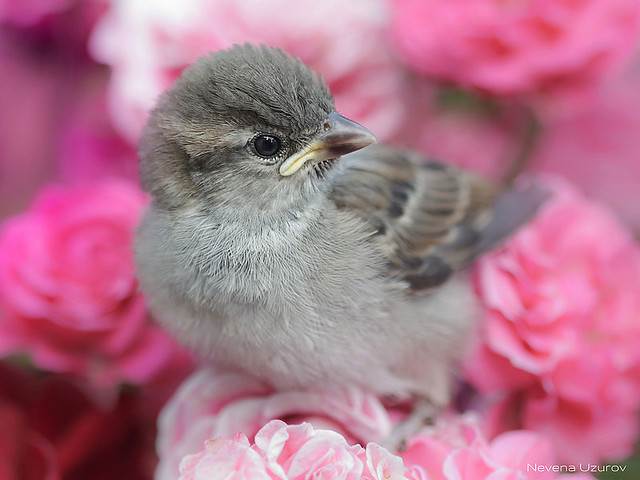 Nevena Uzurov - My sweet little bird