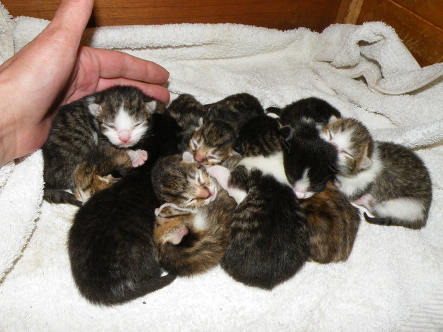 Ten Tiny kittens