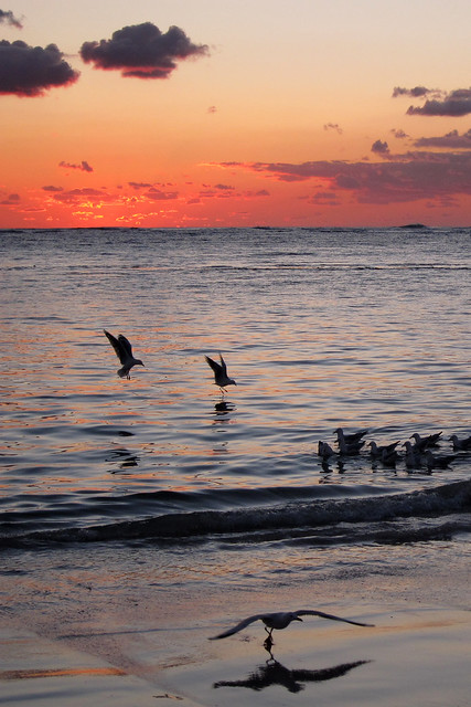 Sunset Seagull