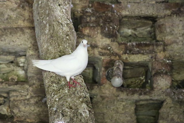 Dove inside a Dovecot