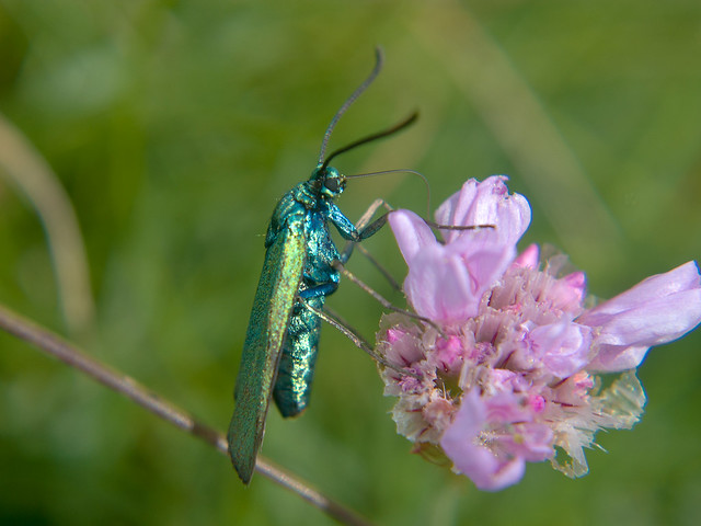 Adscita statices (Green forester moth)