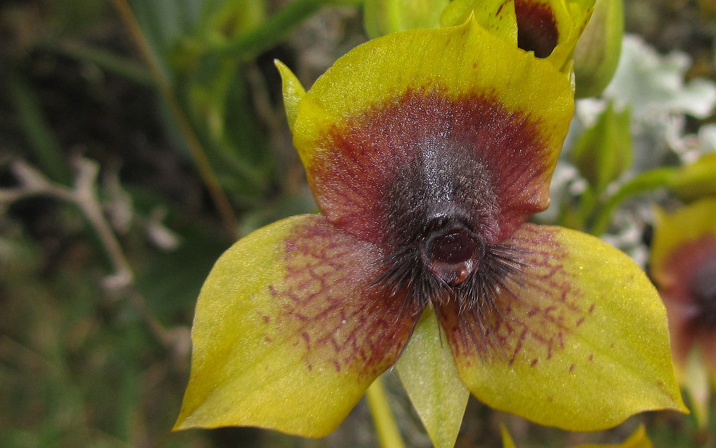 Endemic Telipogon cf. berthea orchid 2 - Chingaza, E Andes