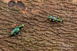 Ground Beetles (Pericalus quadrimaculata) - DSC_1981