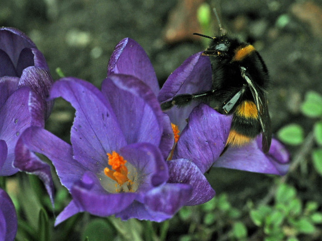 purple crocus with a busy bee at work - early March