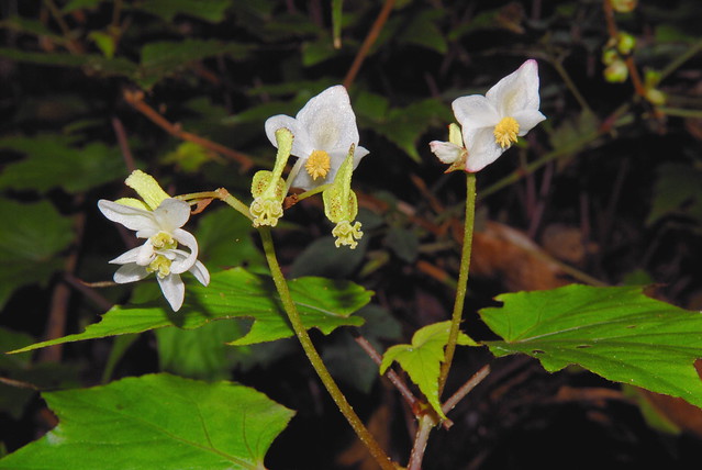 Begonia clavicaulis (?)