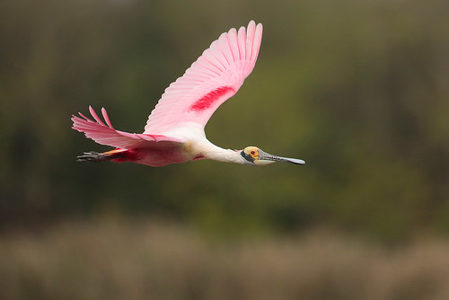 Roseate Spoonbill | by Greg Lavaty Photography