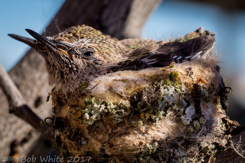 california norcal suttercounty yubacity spring workplace hummingbirds fledglings bird nest
