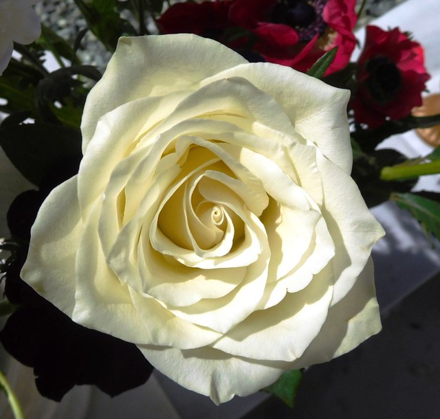 2227-white rose of Larissa
