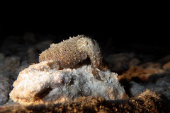 Dwarf cuttlefish (Sepia bandensis)
