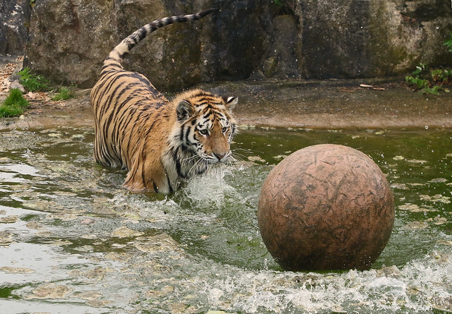 Amur tiger-Panthera tigris