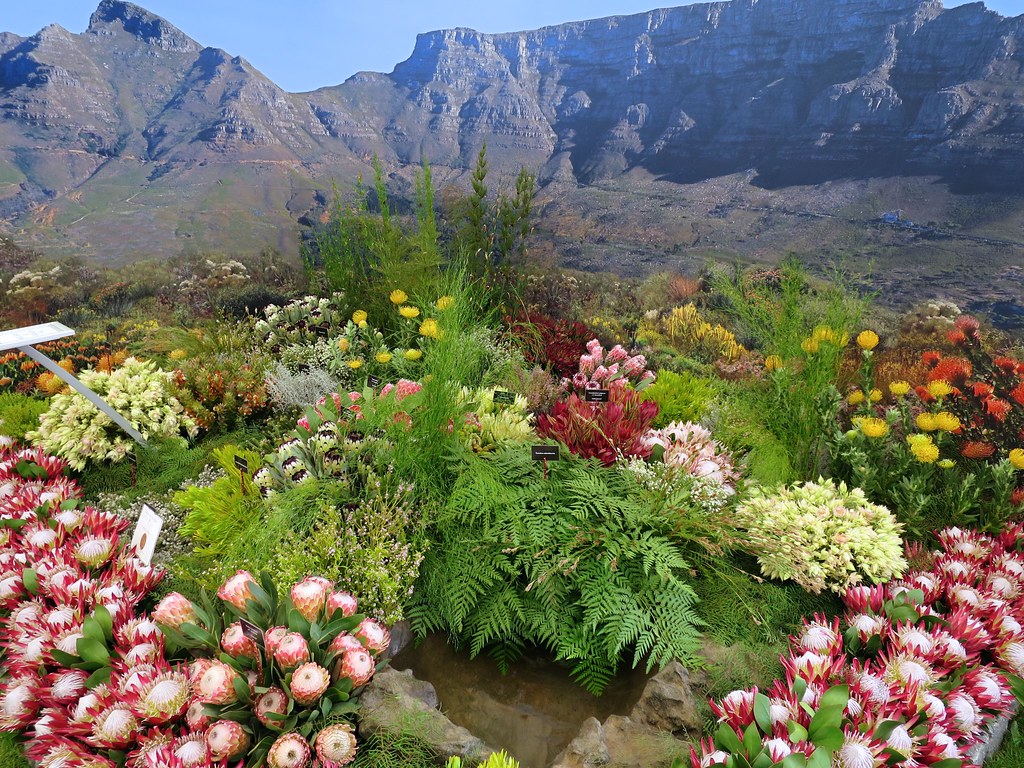 City of Capetown exhibit at Chelsea Flower Show