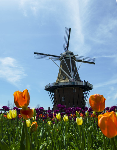 Windmill and tulips | by LindaB.