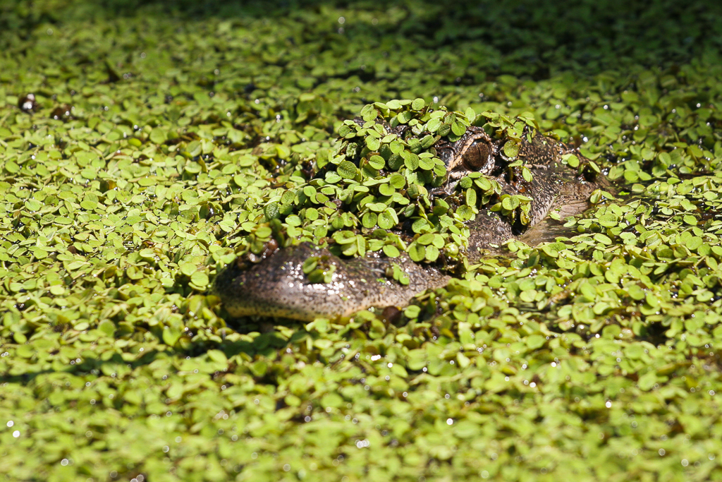 Baby Gator in Louisiana Swamp