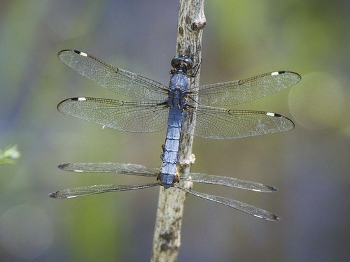 ohio dragonfly fayetteville spangledskimmer matingwheel indiancreekwla