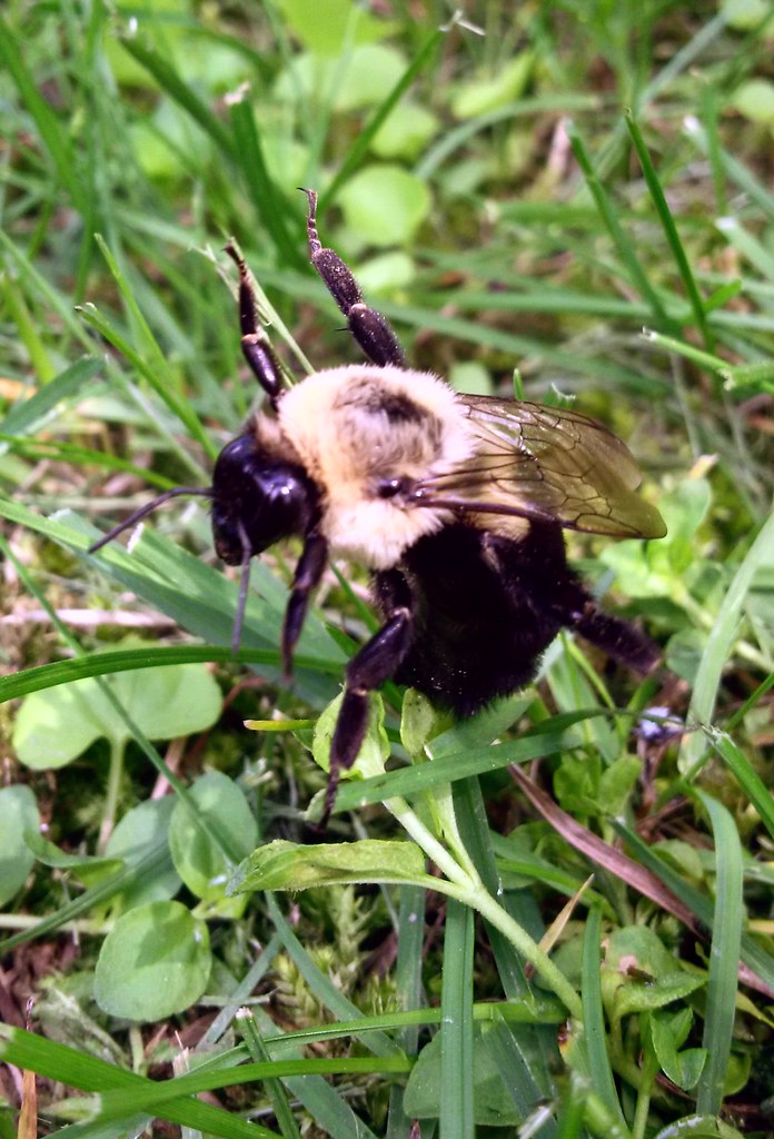 The Unbearable Lightness of Bee-ing