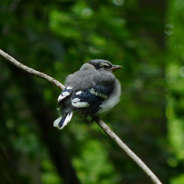 Blue Jay fledgling