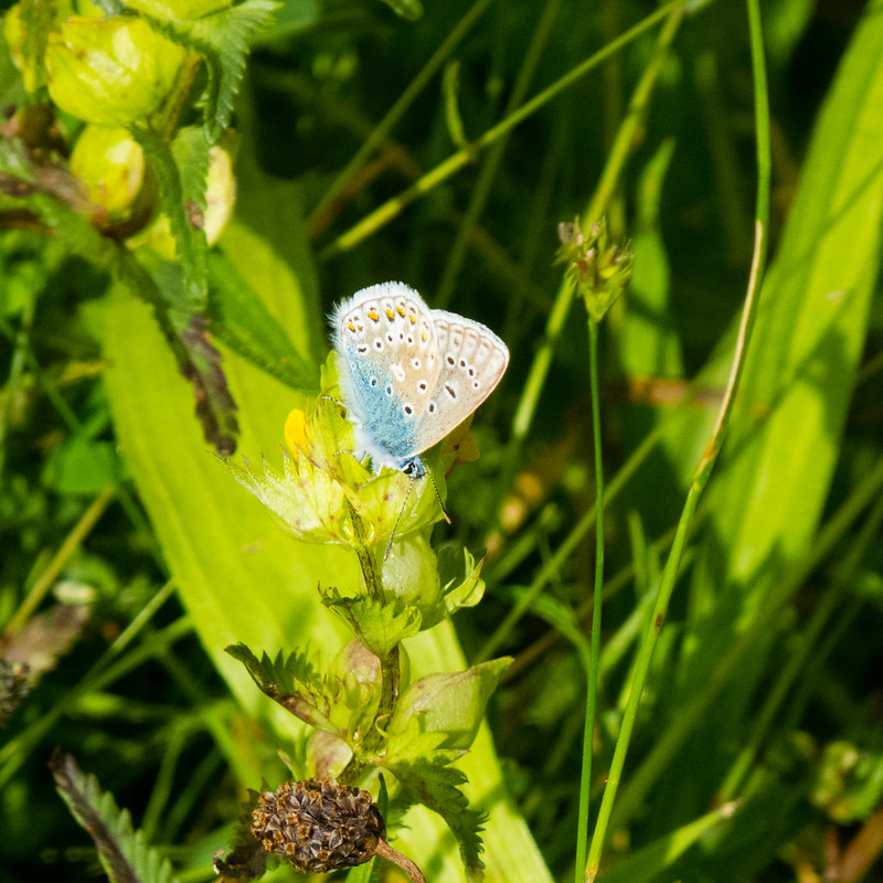 Holly blue butterfly on yellow rattle flower
