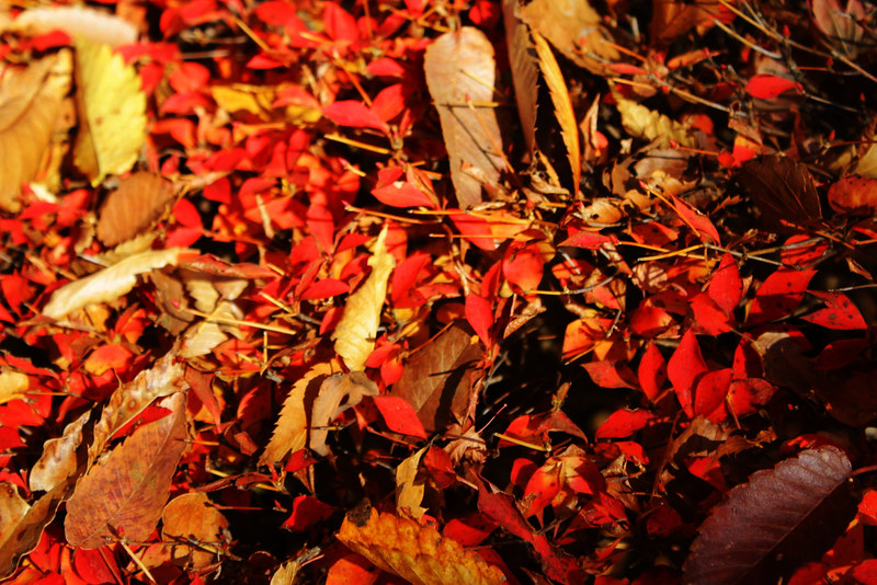 石老山の紅葉