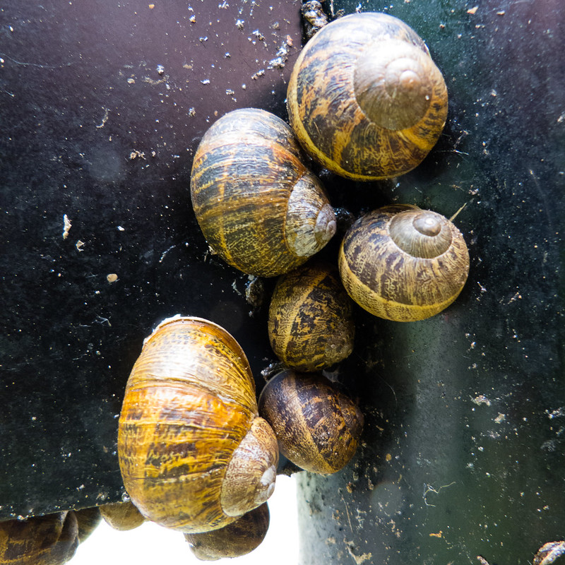 Cluster of snails