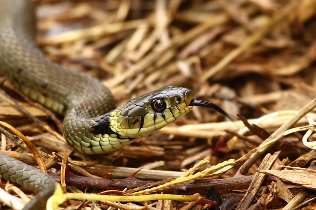 Grass Snake, Crediton Sewage Works