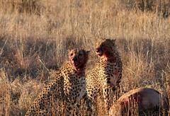 Madikwe - Cheetah eating wildebeest