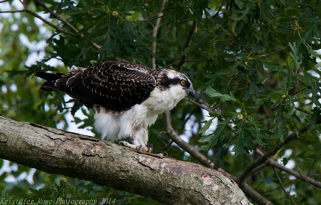 Juvenile Osprey posing 8/1 3
