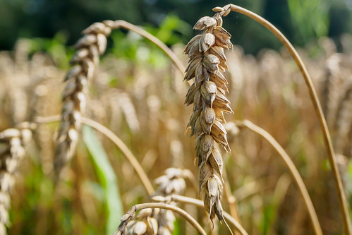 Weizen - Wheat | Alexander Schimmeck | Flickr